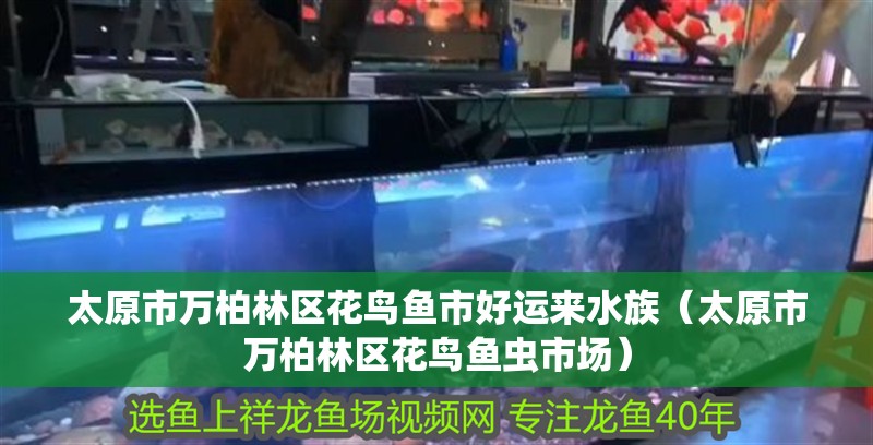 太原市萬柏林區(qū)花鳥魚市好運(yùn)來水族（太原市萬柏林區(qū)花鳥魚蟲市場） 太原市萬柏林區(qū)花鳥魚市好運(yùn)來水族（太原市萬柏林區(qū)花鳥魚蟲市場） 全國水族館企業(yè)名錄 第2張
