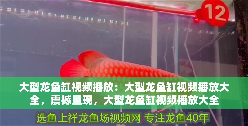 大型龍魚缸視頻播放：大型龍魚缸視頻播放大全，震撼呈現(xiàn)，大型龍魚缸視頻播放大全