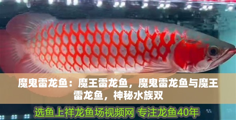 魔鬼雷龍魚：魔王雷龍魚，魔鬼雷龍魚與魔王雷龍魚，神秘水族雙