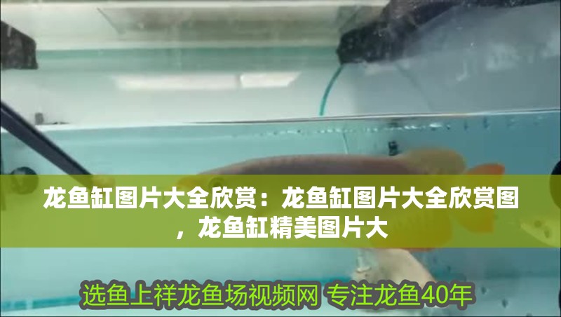 龍魚缸圖片大全欣賞：龍魚缸圖片大全欣賞圖，龍魚缸精美圖片大