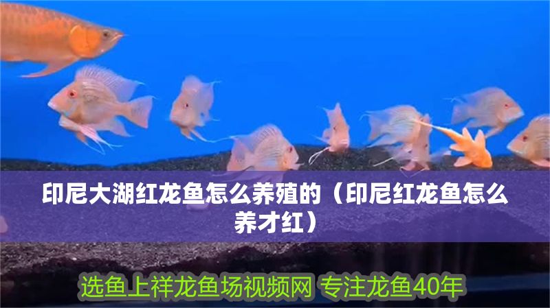 印尼大湖紅龍魚怎么養殖的（印尼紅龍魚怎么養才紅）