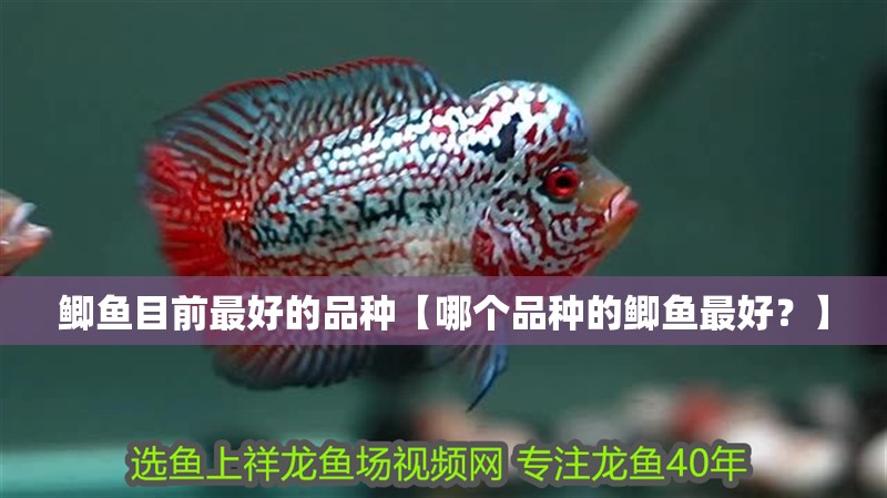 鯽魚目前最好的品種【哪個品種的鯽魚最好？】
