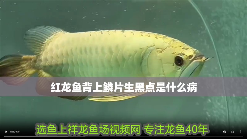 紅龍魚背上鱗片生黑點是什么病