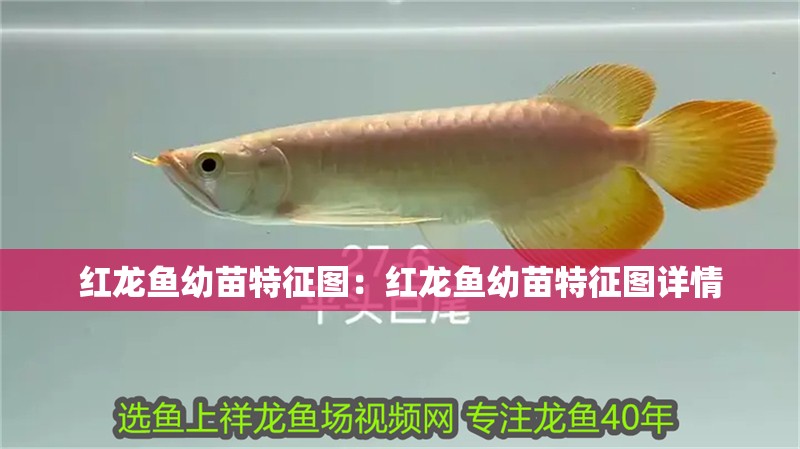 紅龍魚幼苗特征圖：紅龍魚幼苗特征圖詳情