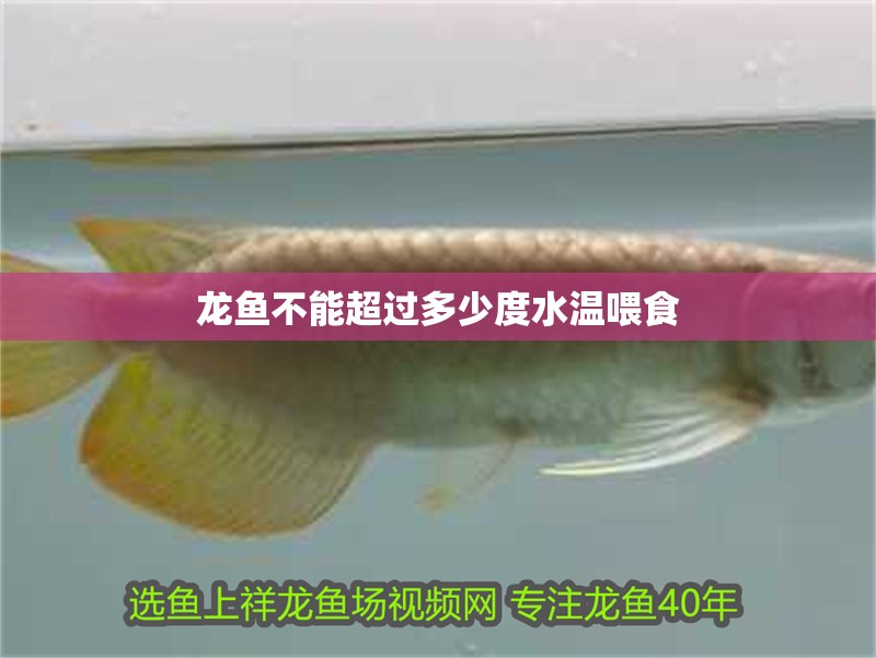 龍魚不能超過多少度水溫喂食