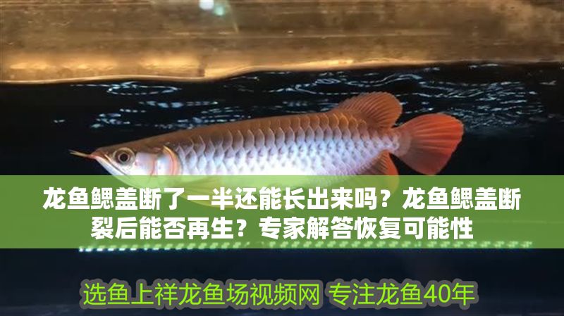龍魚鰓蓋斷了一半還能長出來嗎？龍魚鰓蓋斷裂后能否再生？專家解答恢復可能性