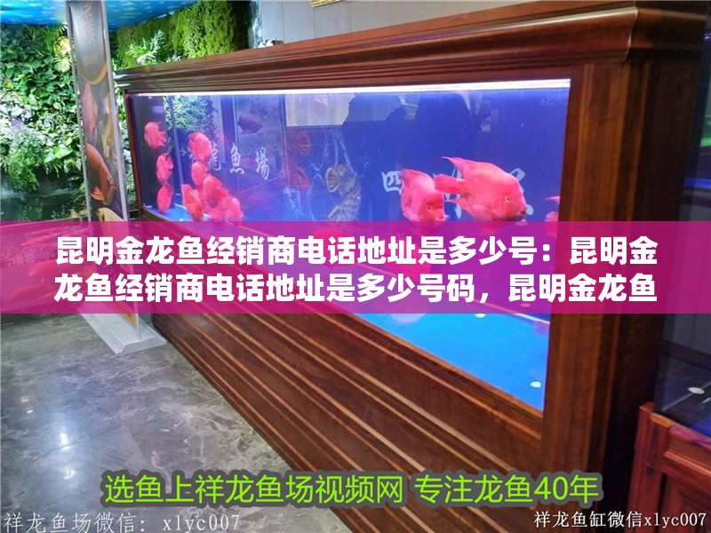 昆明金龍魚經銷商電話地址是多少號：昆明金龍魚經銷商電話地址是多少號碼，昆明金龍魚經銷商電話地址查詢