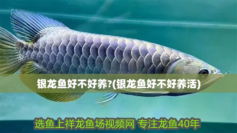銀龍魚好不好養?(銀龍魚好不好養活) 銀龍魚好不好養?(銀龍魚好不好養活) 銀龍魚百科