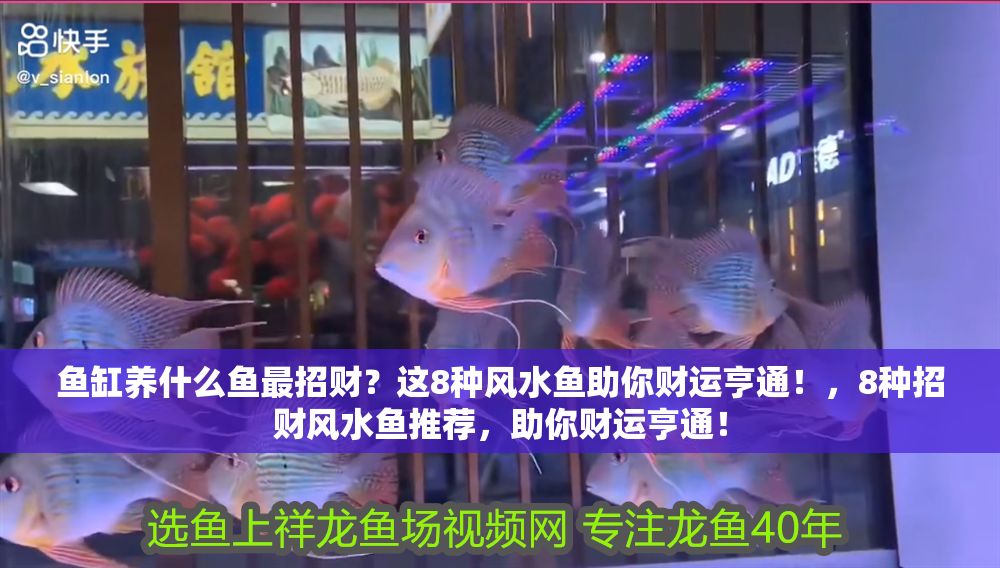 魚缸養什么魚最招財？這8種風水魚助你財運亨通！，8種招財風水魚推薦，助你財運亨通！