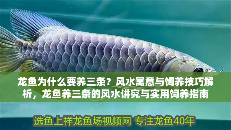 龍魚為什么要養三條？風水寓意與飼養技巧解析，龍魚養三條的風水講究與實用飼養指南