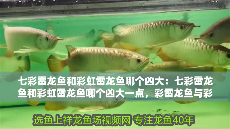 七彩雷龍魚和彩虹雷龍魚哪個兇大：七彩雷龍魚和彩虹雷龍魚哪個兇大一點，彩雷龍魚與彩虹雷龍魚