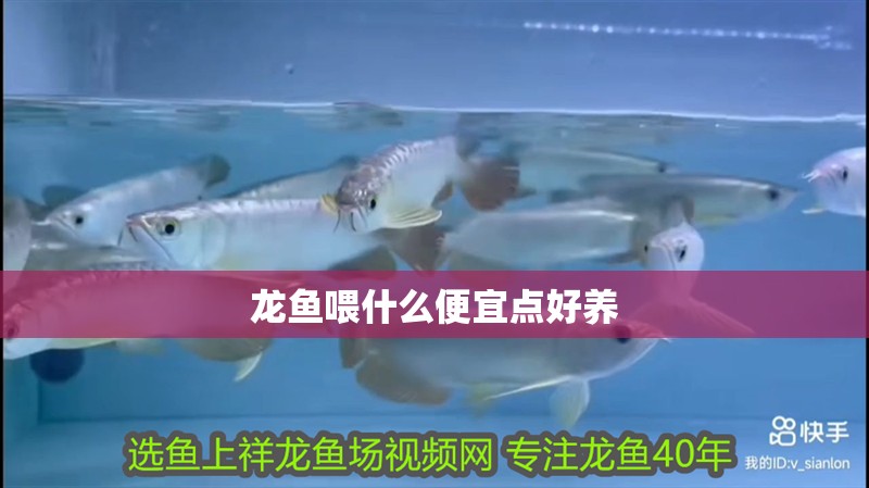 龍魚喂什么便宜點好養