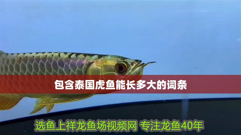包含泰國虎魚能長多大的詞條