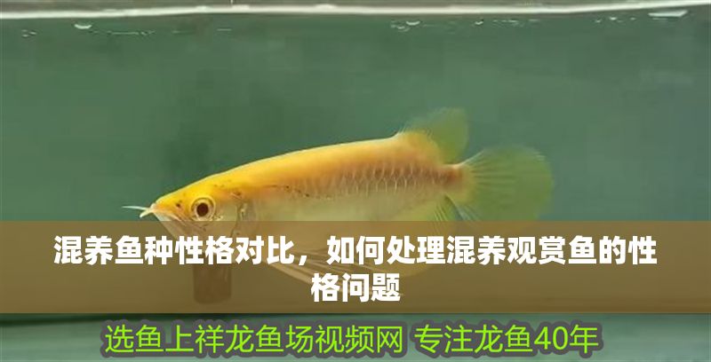 混養魚種性格對比，如何處理混養觀賞魚的性格問題