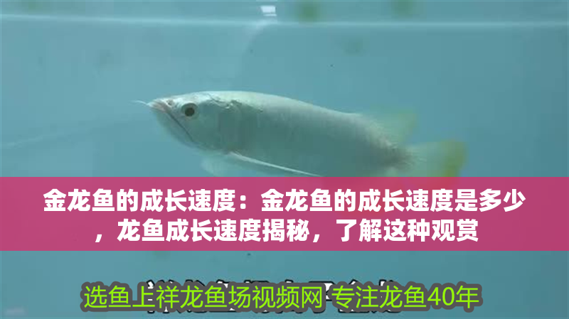 金龍魚(yú)的成長(zhǎng)速度：金龍魚(yú)的成長(zhǎng)速度是多少，龍魚(yú)成長(zhǎng)速度揭秘，了解這種觀賞