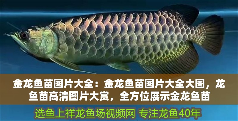 金龍魚苗圖片大全：金龍魚苗圖片大全大圖，龍魚苗高清圖片大賞，全方位展示金龍魚苗