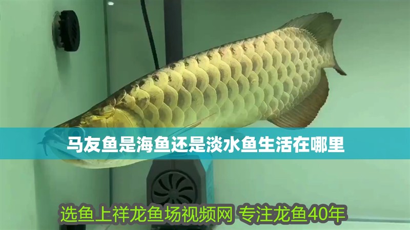 馬友魚(yú)是海魚(yú)還是淡水魚(yú)生活在哪里