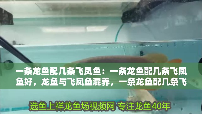 一條龍魚配幾條飛鳳魚：一條龍魚配幾條飛鳳魚好，龍魚與飛鳳魚混養，一條龍魚配幾條飛鳳魚為宜？