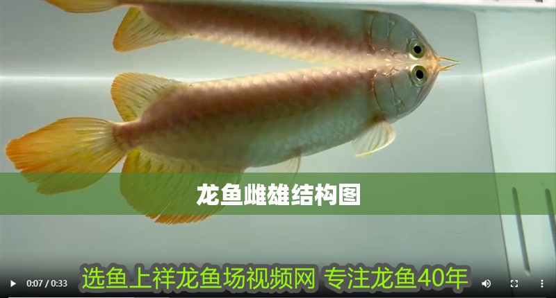 龍魚雌雄結構圖