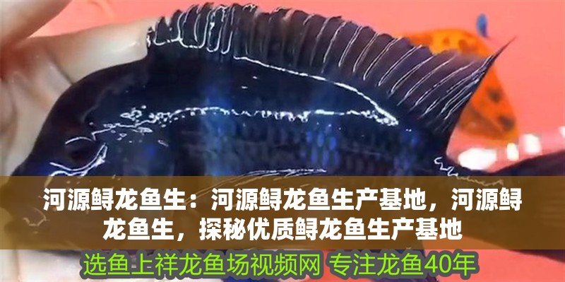 河源鱘龍魚生：河源鱘龍魚生產基地，河源鱘龍魚生，探秘優質鱘龍魚生產基地