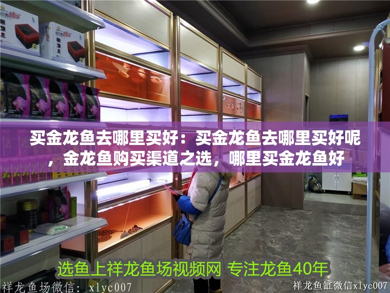買金龍魚去哪里買好：買金龍魚去哪里買好呢，金龍魚購買渠道之選，哪里買金龍魚好