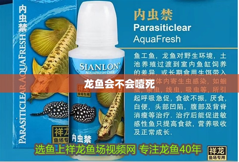 龍魚會(huì)不會(huì)噎死