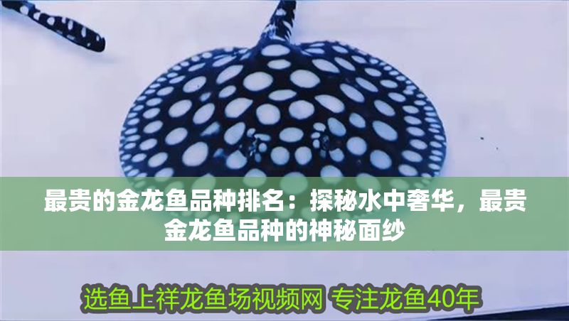 最貴的金龍魚品種排名：探秘水中奢華，最貴金龍魚品種的神秘面紗