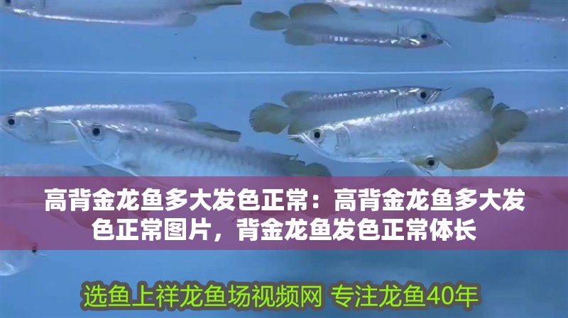 高背金龍魚多大發(fā)色正常：高背金龍魚多大發(fā)色正常圖片，背金龍魚發(fā)色正常體長
