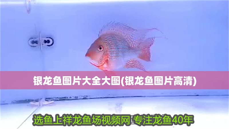 銀龍魚圖片大全大圖(銀龍魚圖片高清)