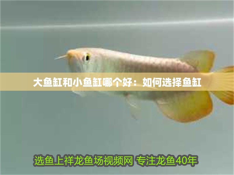 大魚缸和小魚缸哪個好：如何選擇魚缸