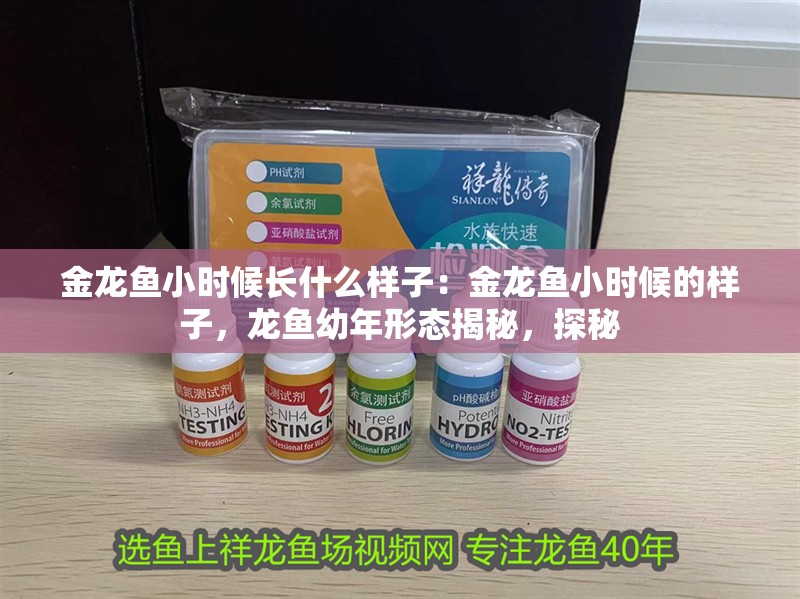 金龍魚小時候長什么樣子：金龍魚小時候的樣子，龍魚幼年形態(tài)揭秘，探秘