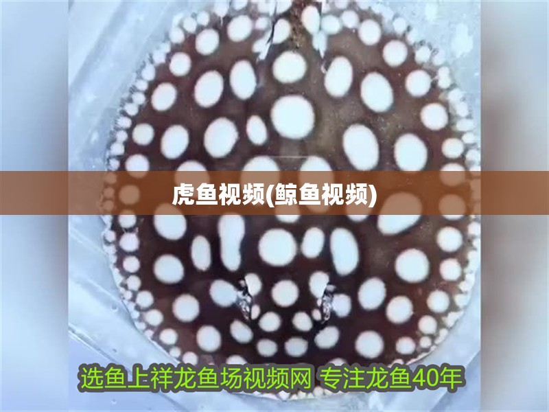 魚缸過濾器選購指南:自制魚缸過濾器魚缸上置過濾器對于養魚愛好者的必備知識 虎魚視頻(鯨魚視頻) 虎魚百科 虎魚視頻(鯨魚視頻) 虎魚視頻(鯨魚視頻) 虎魚百科