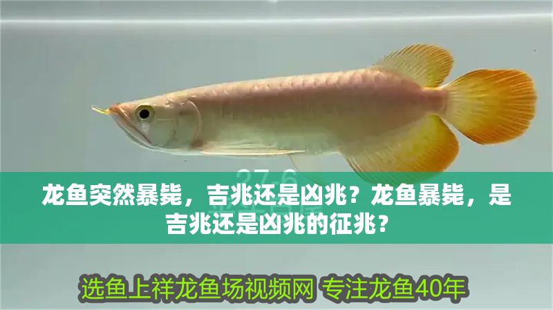 龍魚突然暴斃，吉兆還是兇兆？龍魚暴斃，是吉兆還是兇兆的征兆？