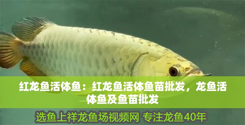 紅龍魚活體魚：紅龍魚活體魚苗批發，龍魚活體魚及魚苗批發