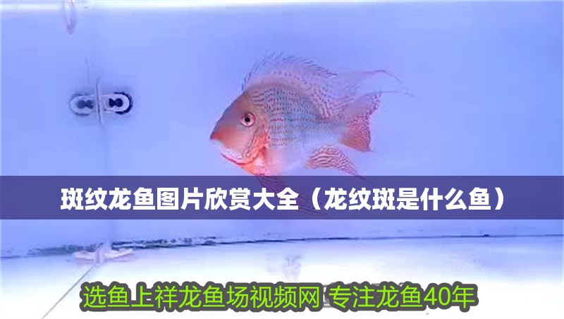 斑紋龍魚圖片欣賞大全（龍紋斑是什么魚）