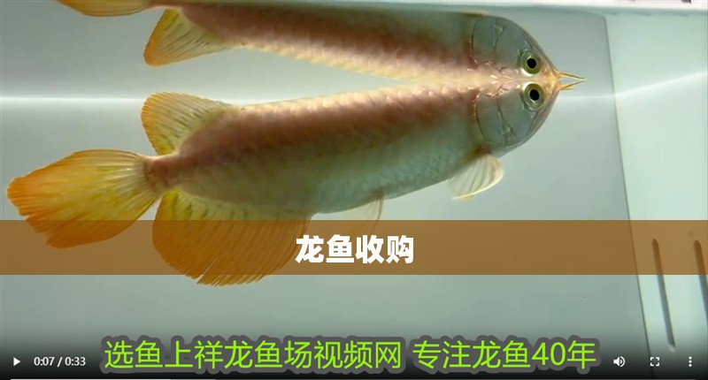 龍魚收購