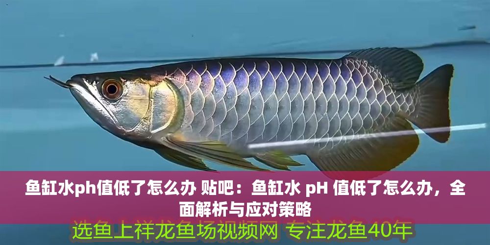 魚缸水ph值低了怎么辦 貼吧：魚缸水 pH 值低了怎么辦，全面解析與應對策略