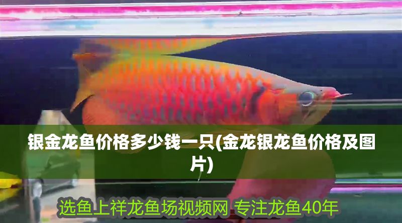 銀金龍魚(yú)價(jià)格多少錢一只(金龍銀龍魚(yú)價(jià)格及圖片)