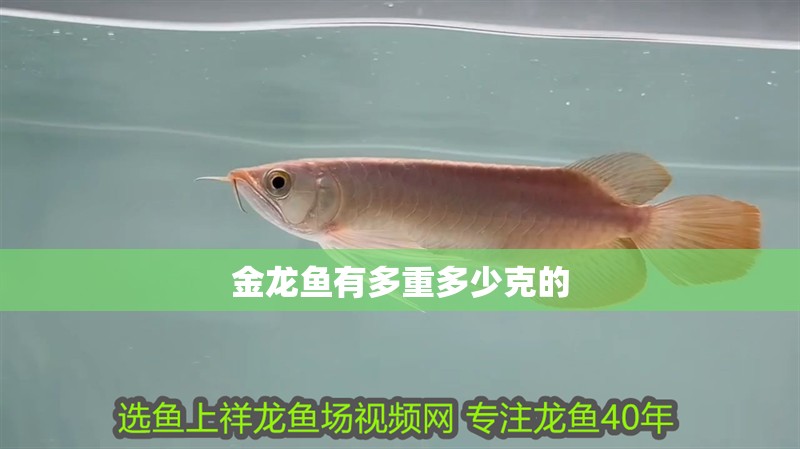 金龍魚有多重多少克的