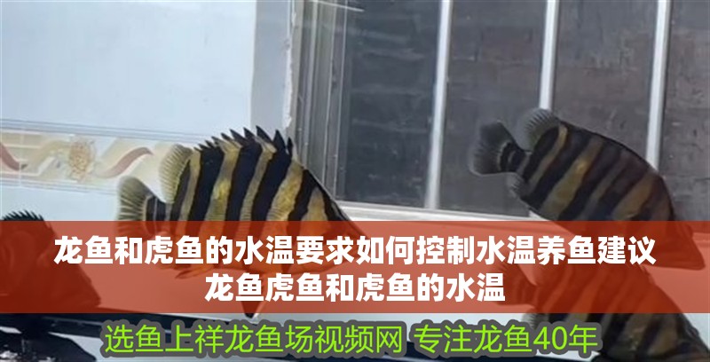 龍魚和虎魚的水溫要求如何控制水溫養(yǎng)魚建議龍魚虎魚和虎魚的水溫