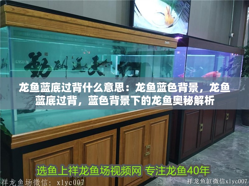龍魚藍底過背什么意思：龍魚藍色背景，龍魚藍底過背，藍色背景下的龍魚奧秘解析