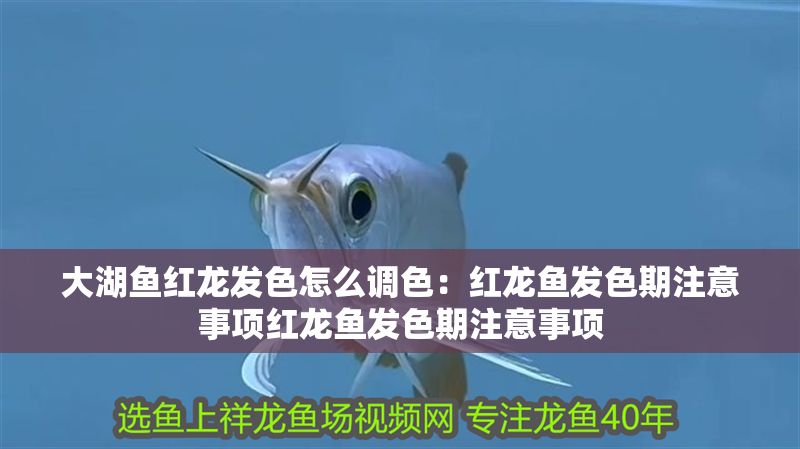 大湖魚紅龍發色怎么調色：紅龍魚發色期注意事項紅龍魚發色期注意事項