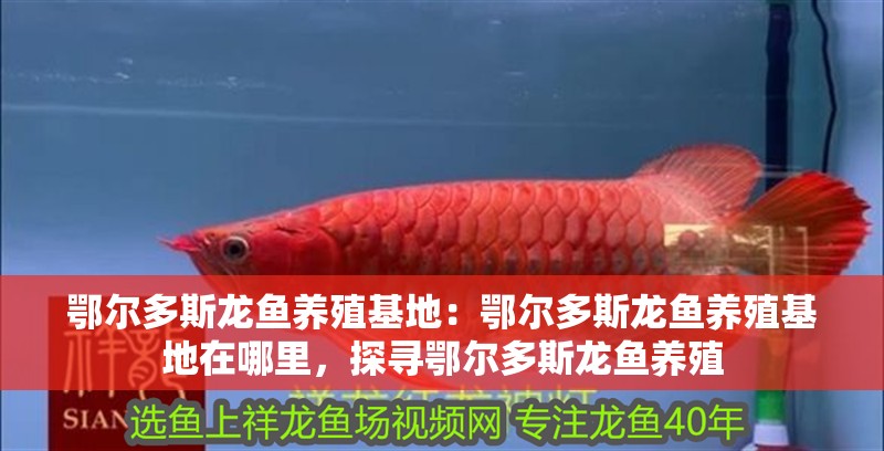 鄂爾多斯龍魚養殖基地：鄂爾多斯龍魚養殖基地在哪里，探尋鄂爾多斯龍魚養殖