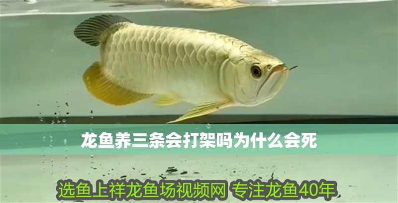 龍魚養三條會打架嗎為什么會死