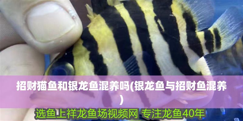 招財貓魚和銀龍魚混養嗎(銀龍魚與招財魚混養)