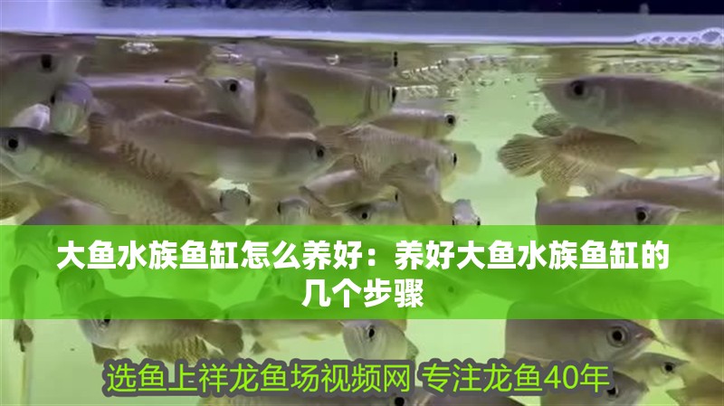 大魚水族魚缸怎么養好：養好大魚水族魚缸的幾個步驟