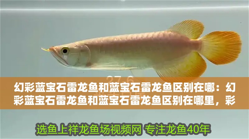 幻彩藍寶石雷龍魚和藍寶石雷龍魚區別在哪：幻彩藍寶石雷龍魚和藍寶石雷龍魚區別在哪里，彩藍寶石雷龍魚與藍寶石雷龍