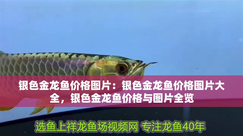 銀色金龍魚價格圖片：銀色金龍魚價格圖片大全，銀色金龍魚價格與圖片全覽