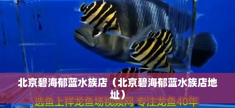 北京碧海郁藍水族店（北京碧海郁藍水族店地址）