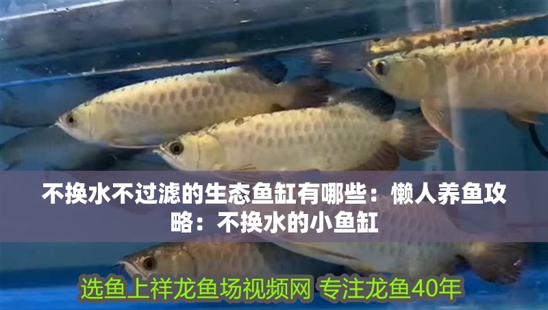 不換水不過濾的生態魚缸有哪些：懶人養魚攻略：不換水的小魚缸